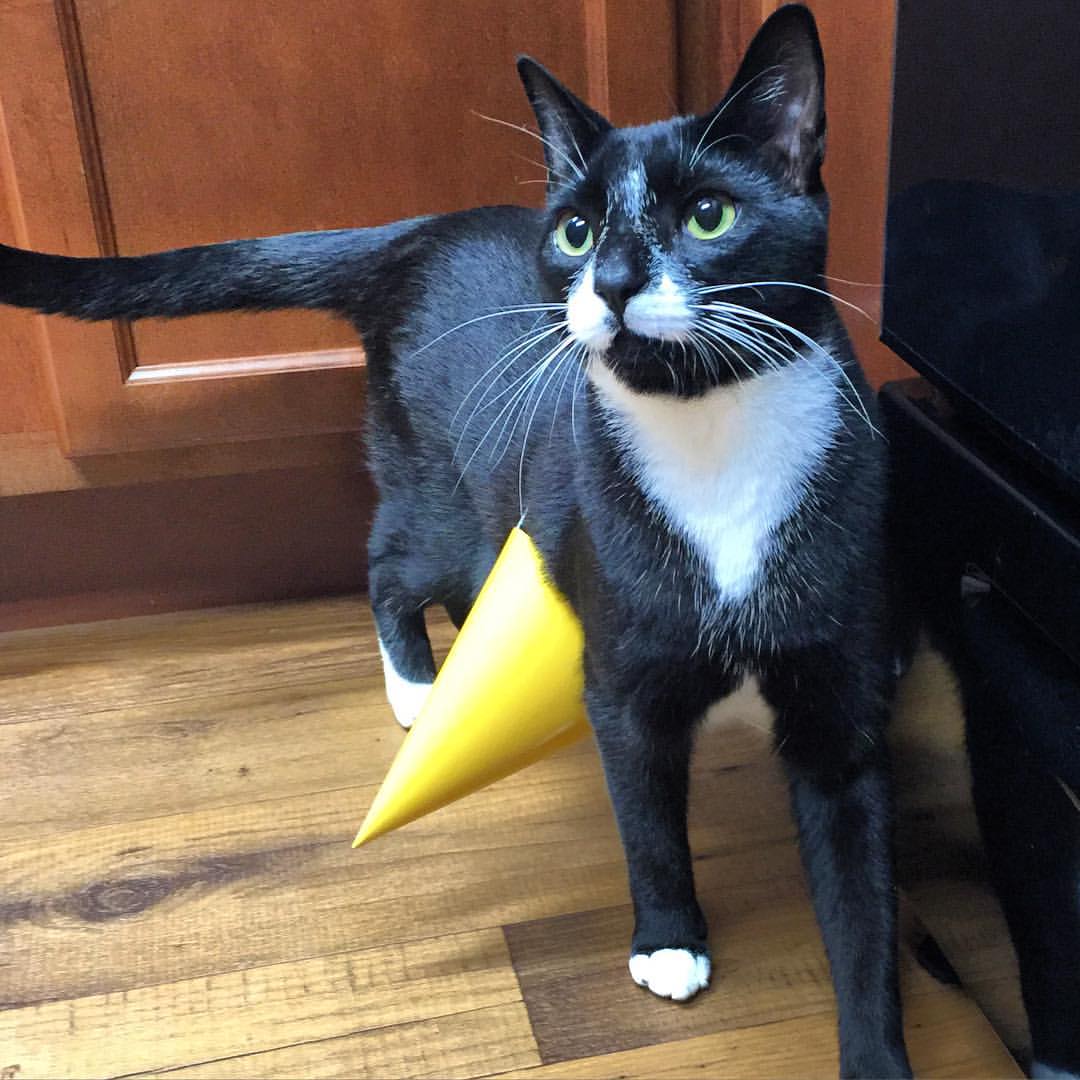 black and white tuxedo cat wearing a birthday hat