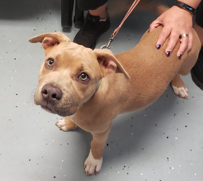 About Us Fort Meade Animal Clinic